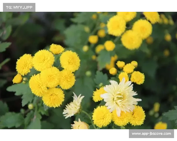 球员工会携手心理健康机构共建球员身心支持与关怀体系